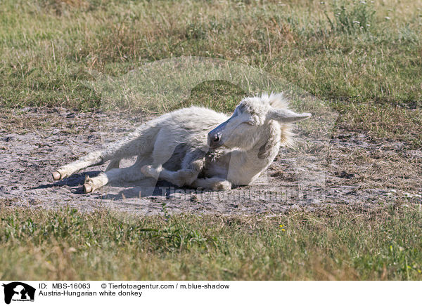 �sterreich-ungarischer wei�er Esel / Austria-Hungarian white donkey / MBS-16063