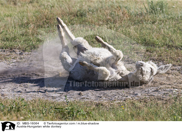 sterreich-ungarischer weier Esel / Austria-Hungarian white donkey / MBS-16064