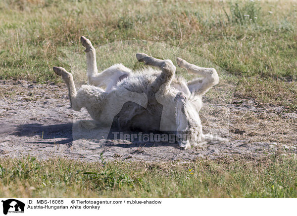 sterreich-ungarischer weier Esel / Austria-Hungarian white donkey / MBS-16065