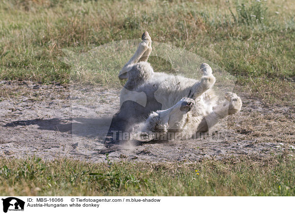 Austria-Hungarian white donkey / MBS-16066