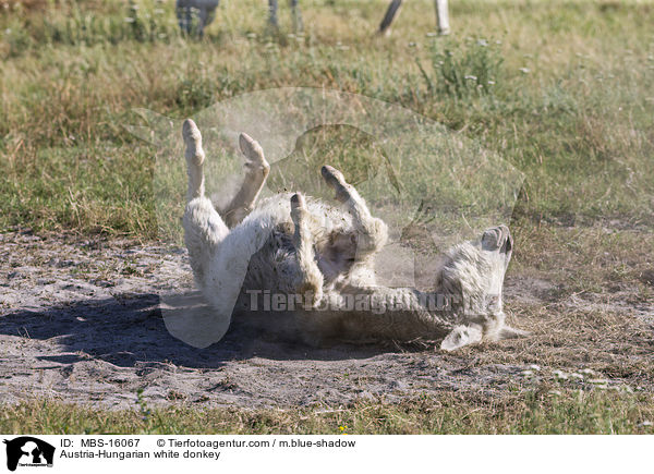 sterreich-ungarischer weier Esel / Austria-Hungarian white donkey / MBS-16067