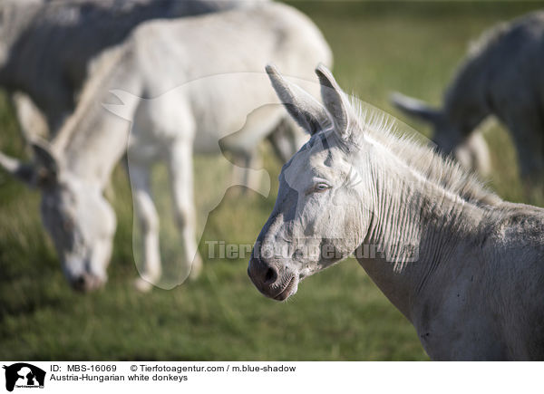 Austria-Hungarian white donkeys / MBS-16069