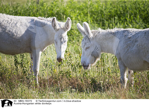 Austria-Hungarian white donkeys / MBS-16070