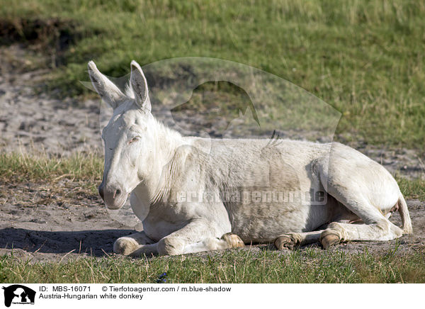 Austria-Hungarian white donkey / MBS-16071