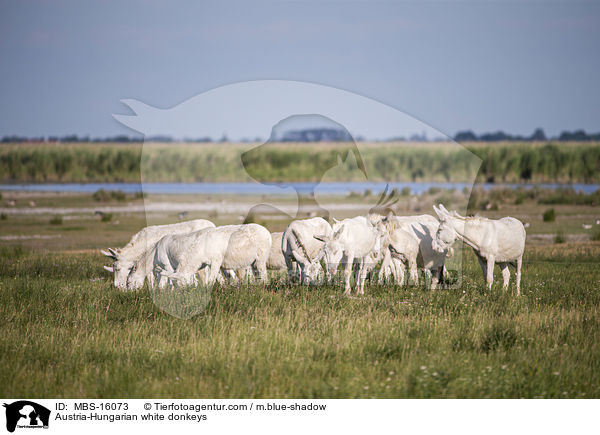 sterreich-ungarische weie Esel / Austria-Hungarian white donkeys / MBS-16073