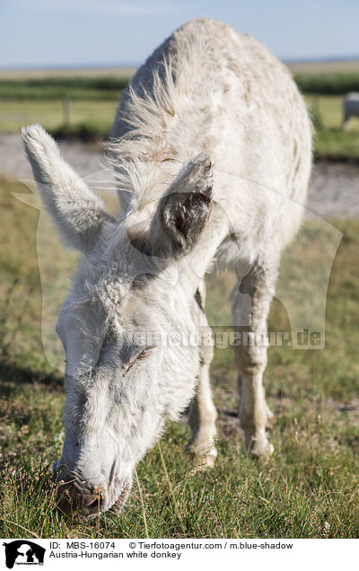 sterreich-ungarischer weier Esel / Austria-Hungarian white donkey / MBS-16074