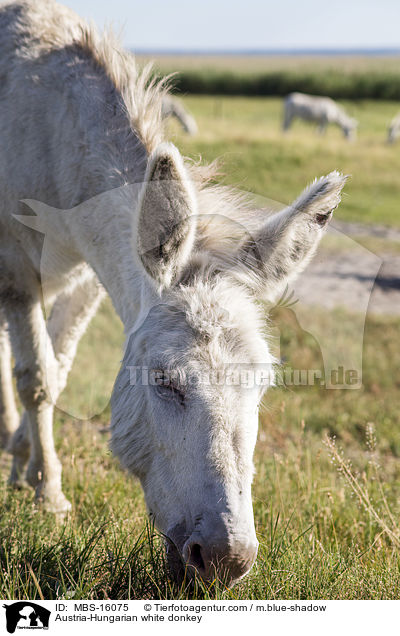Austria-Hungarian white donkey / MBS-16075