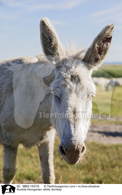 sterreich-ungarischer weier Esel / Austria-Hungarian white donkey / MBS-16076