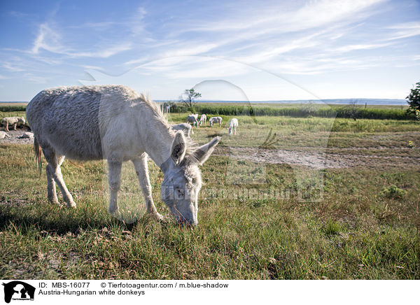 Austria-Hungarian white donkeys / MBS-16077