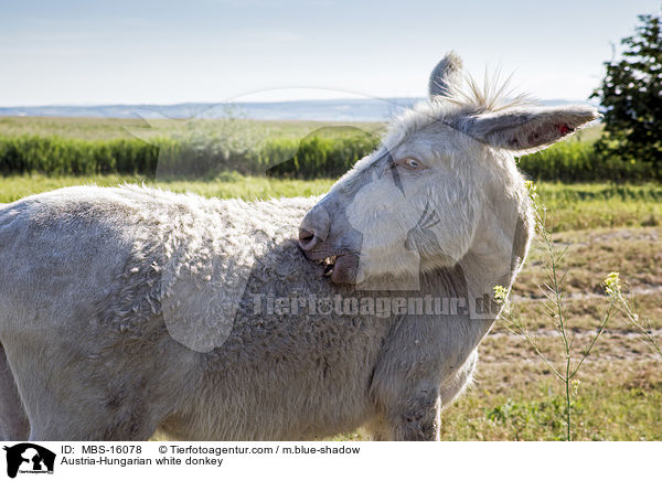 sterreich-ungarischer weier Esel / Austria-Hungarian white donkey / MBS-16078