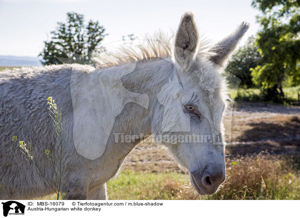 sterreich-ungarischer weier Esel / Austria-Hungarian white donkey / MBS-16079