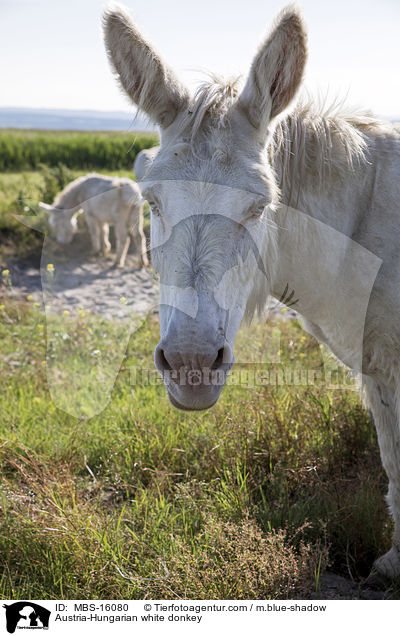 Austria-Hungarian white donkey / MBS-16080