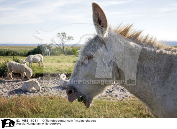 sterreich-ungarische weie Esel / Austria-Hungarian white donkeys / MBS-16081