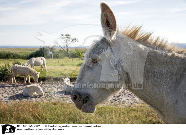 Austria-Hungarian white donkeys / MBS-16082