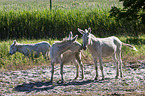 Austria-Hungarian white donkeys