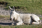 Austria-Hungarian white donkey