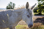 Austria-Hungarian white donkey