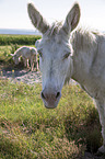 Austria-Hungarian white donkey