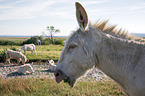 Austria-Hungarian white donkeys