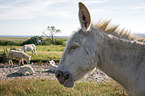 Austria-Hungarian white donkeys