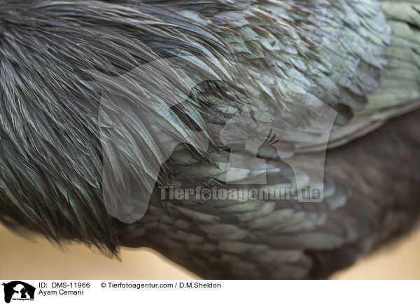 Cemani / Ayam Cemani / DMS-11966