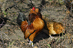 bantam