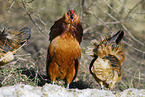 bantam