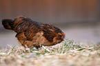 bantam