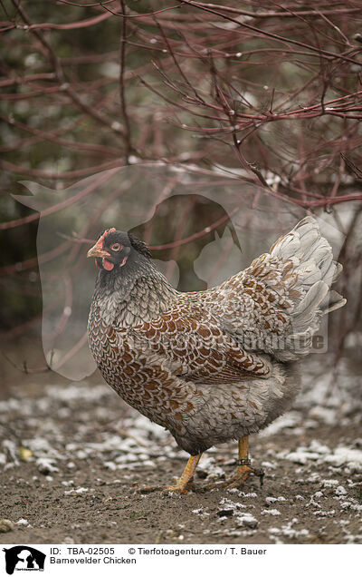 Barnevelder Chicken / TBA-02505