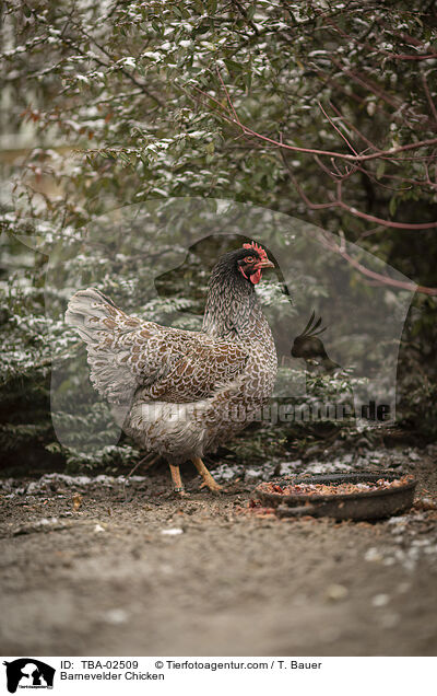 Barnevelder Chicken / TBA-02509