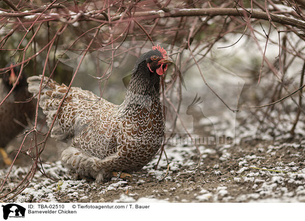 Barnevelder Chicken / TBA-02510
