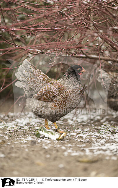 Barnevelder Chicken / TBA-02514