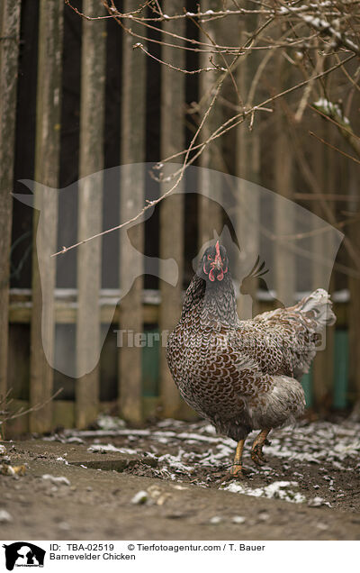 Barnevelder Chicken / TBA-02519
