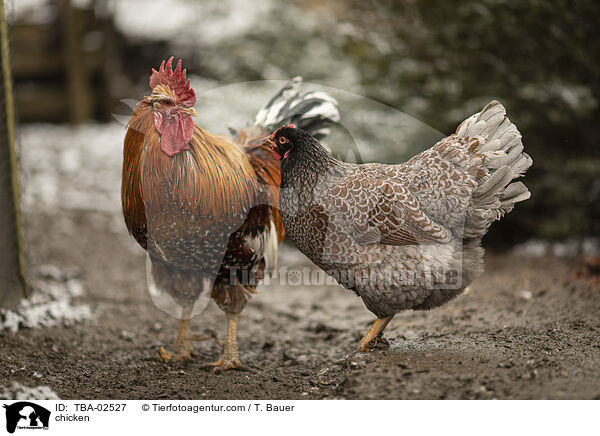 Hhner / chicken / TBA-02527