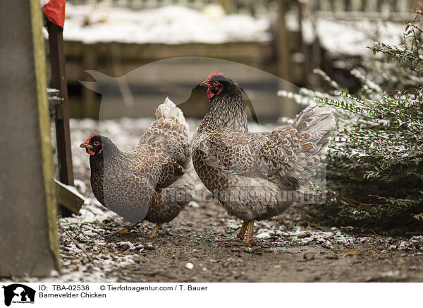 Barnevelder / Barnevelder Chicken / TBA-02538