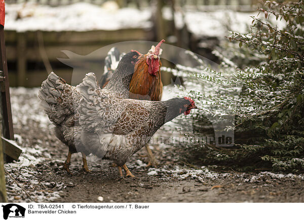 Barnevelder Chicken / TBA-02541