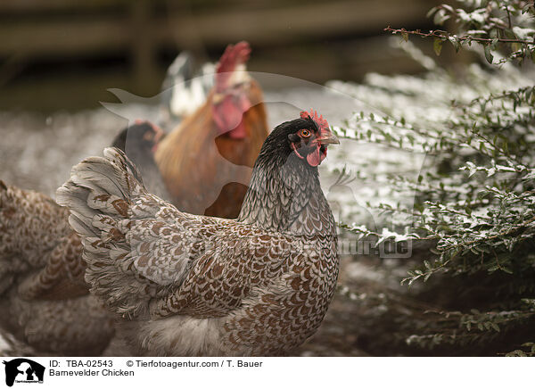 Barnevelder / Barnevelder Chicken / TBA-02543