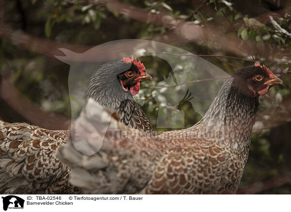 Barnevelder / Barnevelder Chicken / TBA-02546