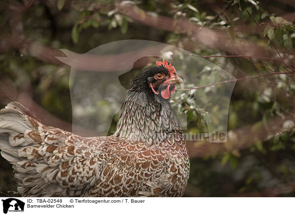 Barnevelder Chicken / TBA-02548