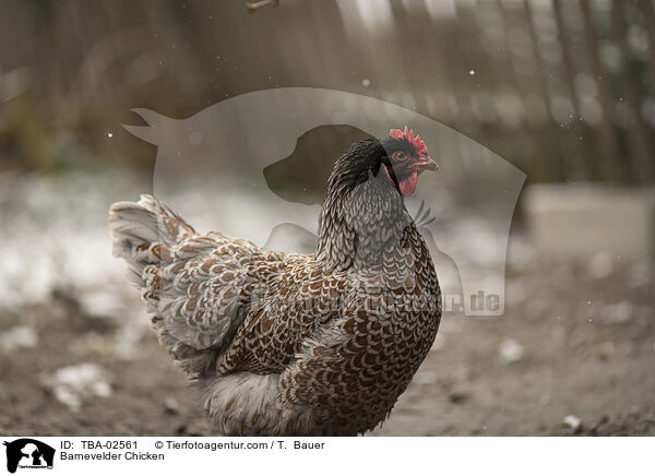 Barnevelder Chicken / TBA-02561