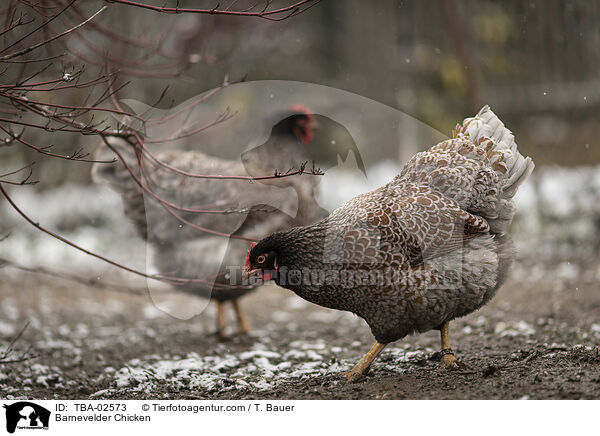 Barnevelder Chicken / TBA-02573