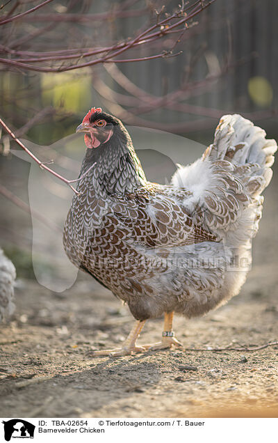 Barnevelder Huhn / Barnevelder Chicken / TBA-02654