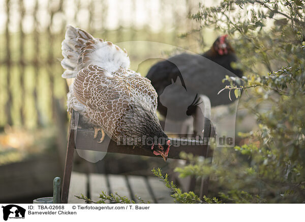 Barnevelder Chicken / TBA-02668