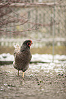 Barnevelder Chicken