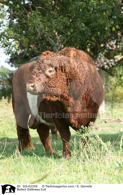 Belted Galloway Bulle / Belted Galloway bull / SG-02359