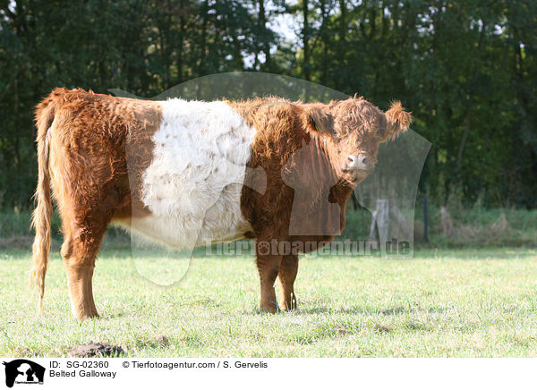 Belted Galloway / Belted Galloway / SG-02360
