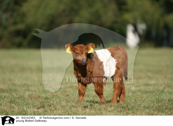 junges Belted Galloway / young Belted Galloway / SG-02363