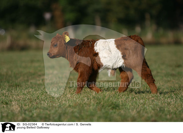 junges Belted Galloway / young Belted Galloway / SG-02364