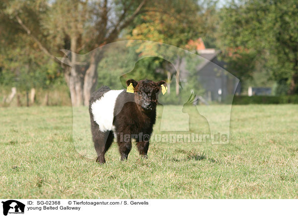 young Belted Galloway / SG-02368