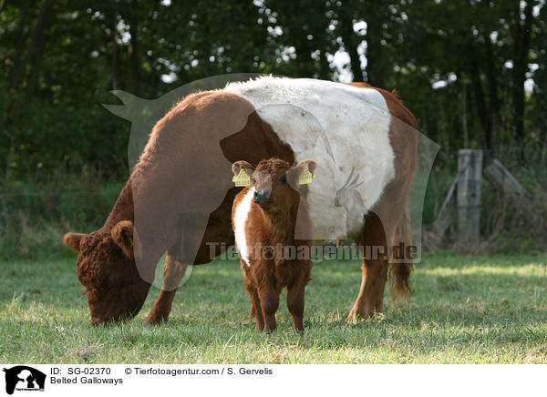 Belted Galloways / Belted Galloways / SG-02370